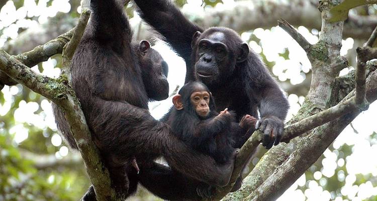 Famille de chimpanzés assis dans un arbre dans la forêt.
