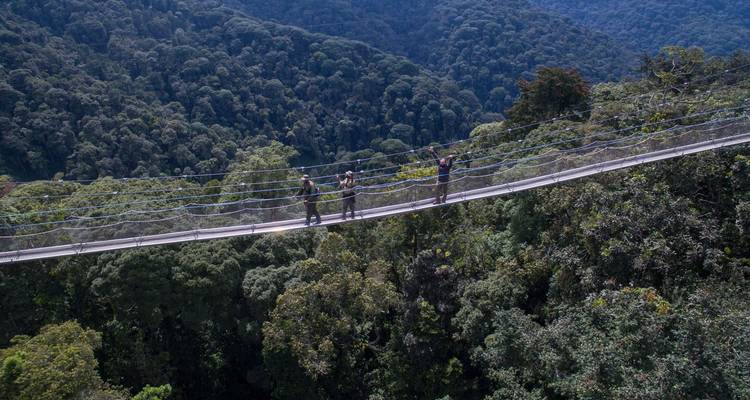 Des touristes marchant sur un pont suspendu haut dans la canopée de la forêt.