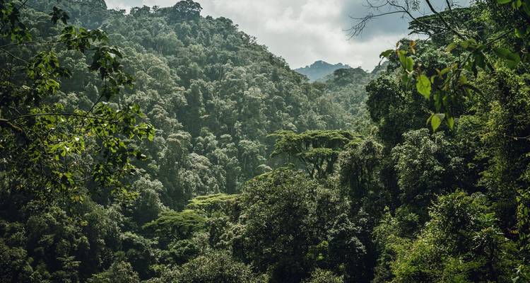 Vue d'une forêt verdoyante avec des montagnes en arrière-plan.