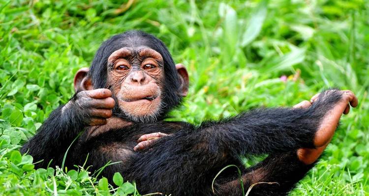 Jeune chimpanzé allongé dans une zone herbeuse.