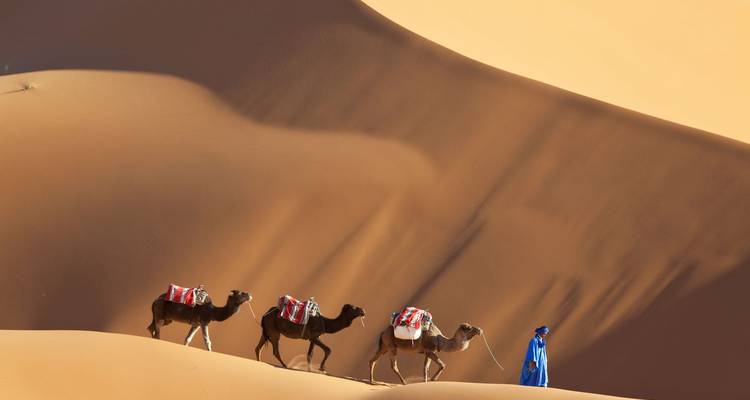 Trois chameaux avec un guide marchant sur des dunes de sable doré.