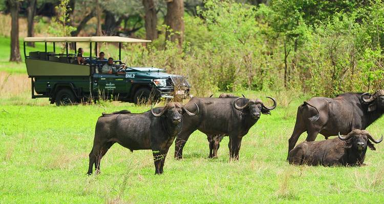 Véhicule de safari observant un groupe de buffles dans la nature sauvage.