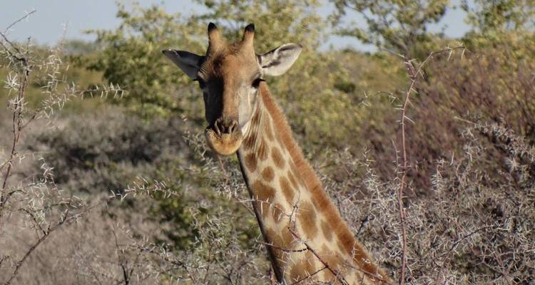 Girafe qui dépasse de derrière des buissons épineux.