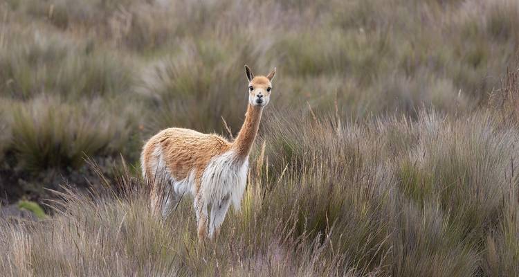 Vicuña parada entre terreno herboso.