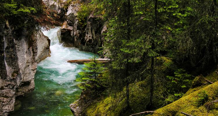 Een kleine waterval in een weelderige, beboste kloof.