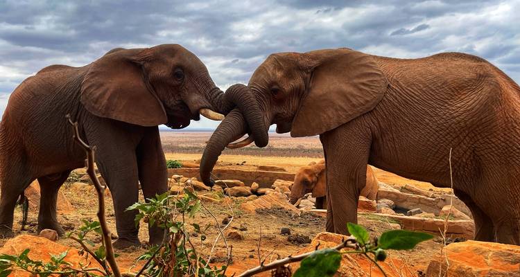 Dos elefantes interactuando entre sí en la sabana.