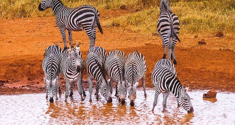 Varias cebras bebiendo agua en un abrevadero.