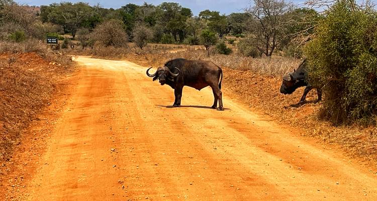 Un búfalo cruzando un camino de tierra en un paisaje de sabana.