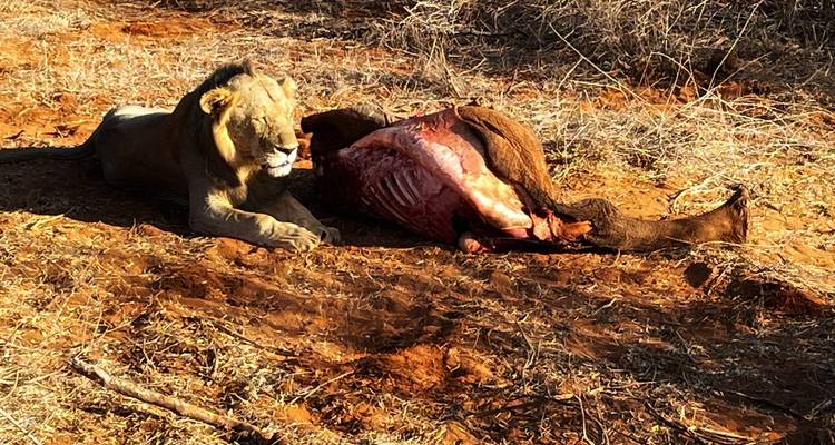 Un león alimentándose de una carcasa en la sabana.