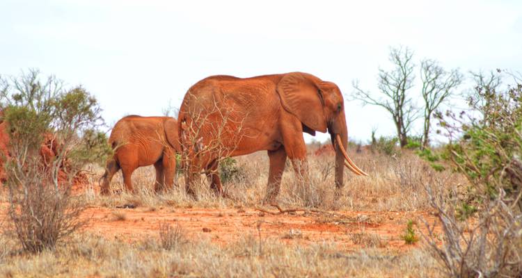 Elefantes caminando por la sabana.