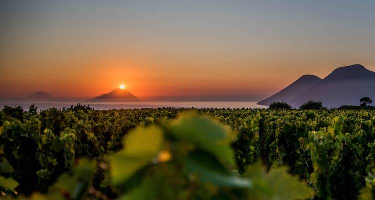 Vista del atardecer de viñedos con siluetas de montañas.