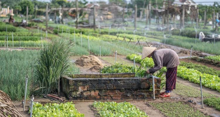 Man die zorgt voor een moestuin in traditionele kleding