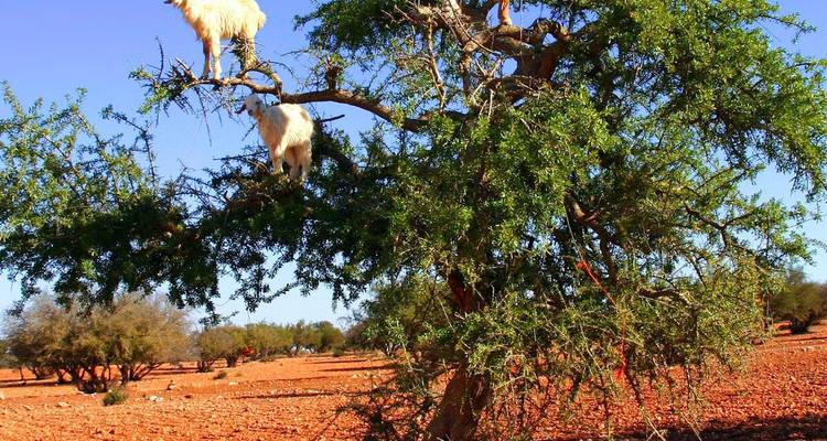 Chèvres debout sur un arbre.