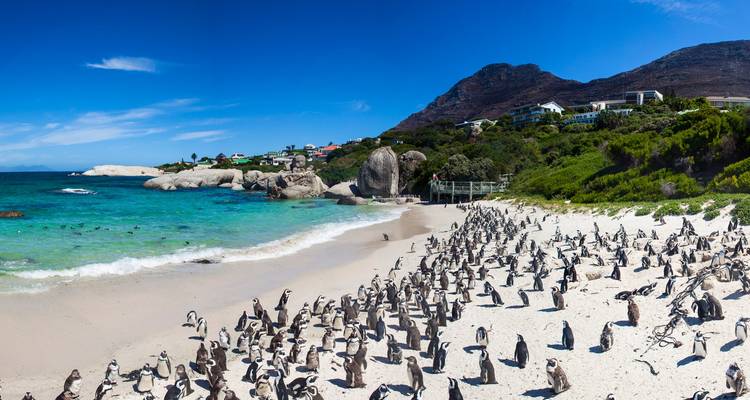 Pinguine auf einem Sandstrand mit Ozean und Hügeln.