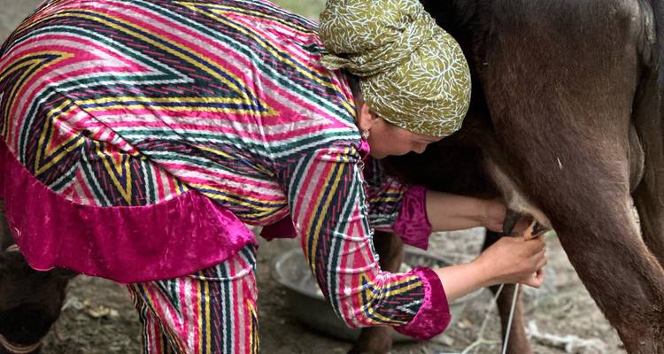 Vrouw in een gedessineerde jurk melkt een koe in een plattelandsomgeving.
