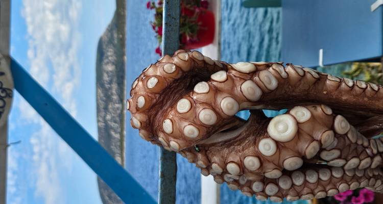 Gros plan d'un tentacule de pieuvre avec vue sur la mer.