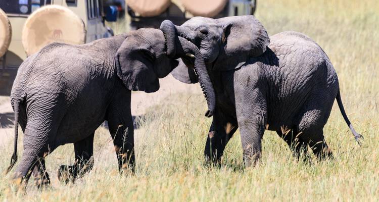 Deux jeunes éléphants se poussent mutuellement leur trompe de façon ludique dans l'herbe haute à côté d'un véhicule de safari.