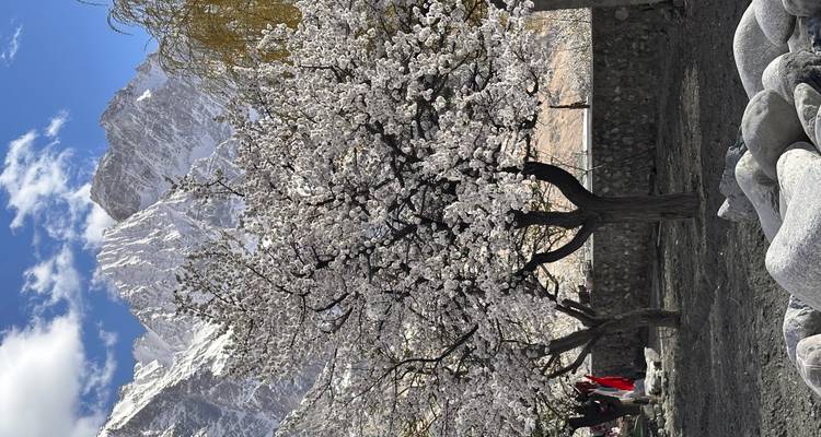Árbol de albaricoque en flor con dramáticos picos cubiertos de nieve al fondo en el Valle de Hunza