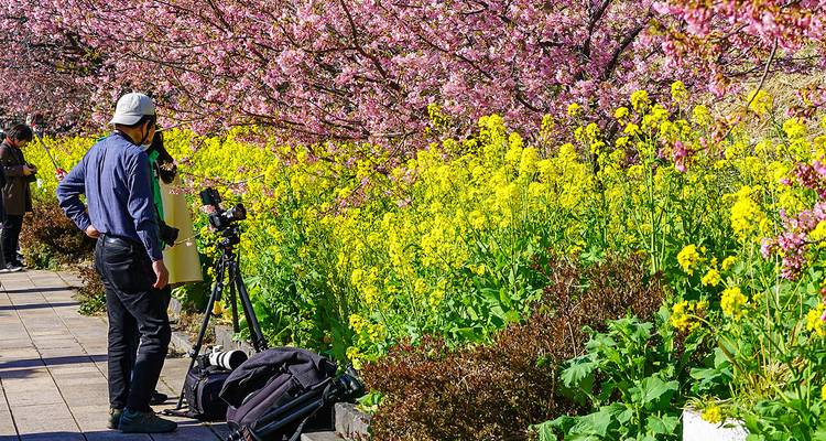 Photographe capturant des fleurs au milieu des cerisiers en fleurs.