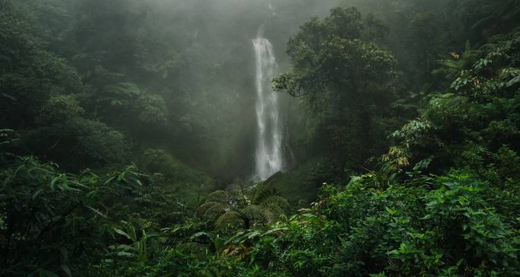 Una cascada pintoresca rodeada de exuberante vegetación.