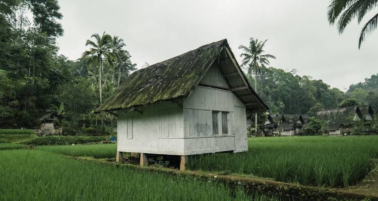 Una casa de madera blanca situada en campos de arroz verdes con palmeras.