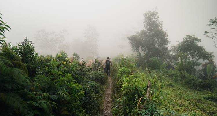 Persona caminando por un sendero estrecho a través de vegetación densa y neblinosa.