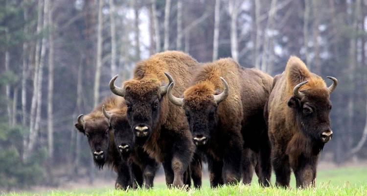Troupeau de bisons dans une zone boisée.