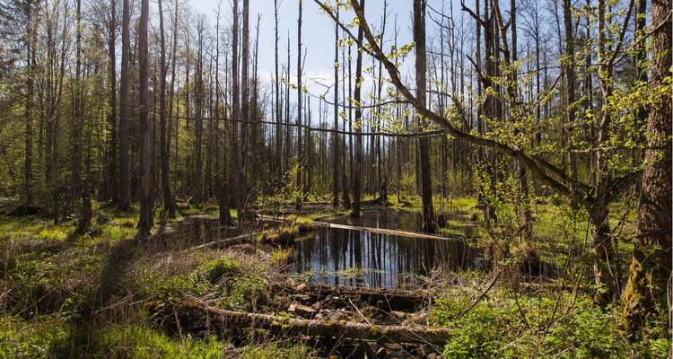 Zone forestière verdoyante avec des étendues d'eau.