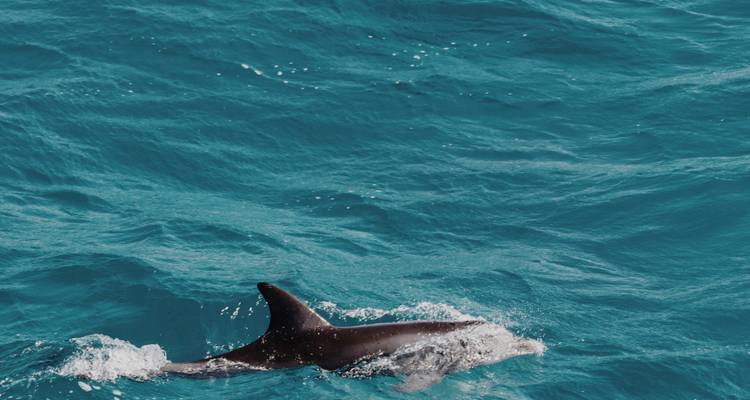 Dauphin nageant dans l'océan.