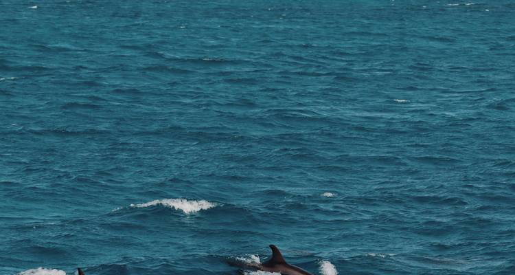Vue lointaine de dauphins dans l'océan.