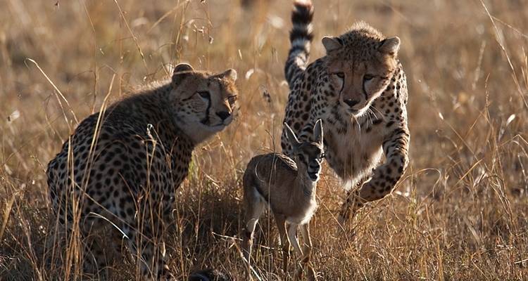 Kenya Photographic Safari with Paul Goldstein - Premium Adventure - Exodus Adventure Travels 9