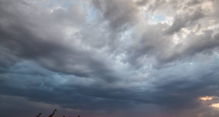 Kenya Photographic Safari with Paul Goldstein - Premium Adventure - Exodus Adventure Travels 2