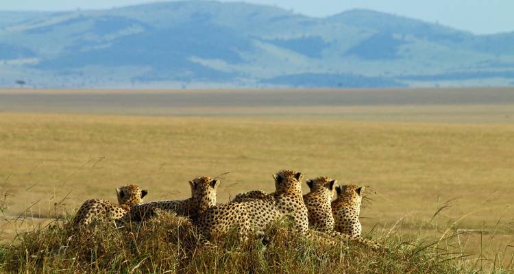 Kenya Photographic Safari with Paul Goldstein - Premium Adventure - Exodus Adventure Travels 3