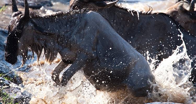 Safari photographique au Kenya avec Paul Goldstein - Aventure Premium - Exodus Adventure Travels 10