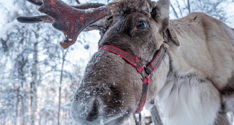 Gros plan d'un renne avec un arrière-plan enneigé.