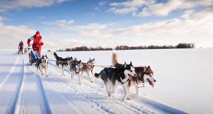 Équipe de chiens de traîneau tirant un traîneau à travers un paysage enneigé.