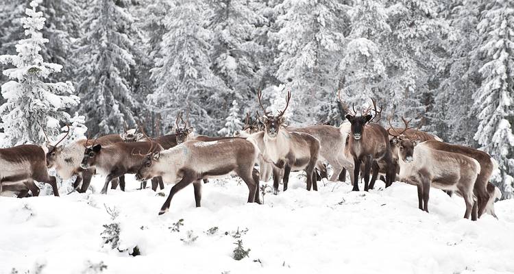 Troupeau de rennes dans une forêt enneigée.