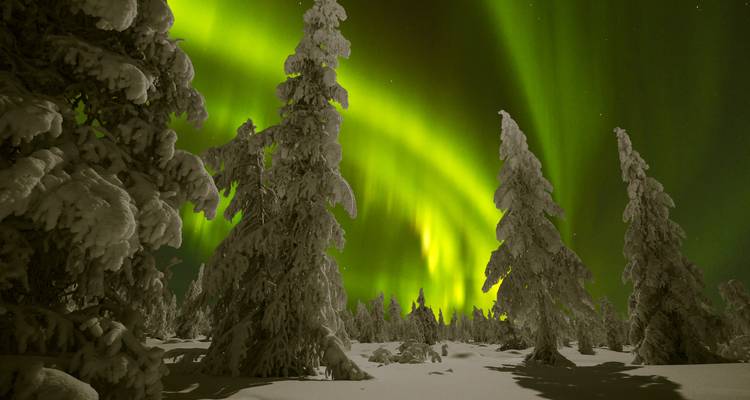 Aurores boréales illuminant une forêt enneigée la nuit.