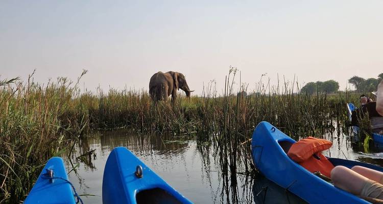 Wilde olifant bij een rivier met kano's op de voorgrond