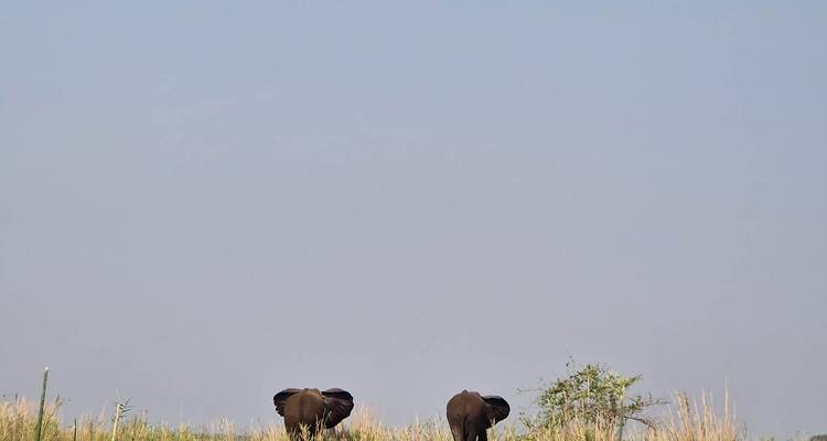 Twee olifanten die grazen in een veld onder een heldere hemel