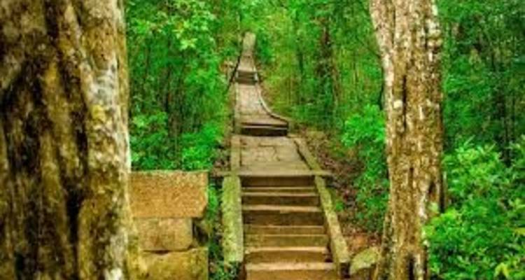 Sentier forestier avec marches en pierre entouré de feuillage vert.