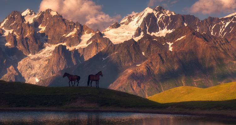 Vue pittoresque de chevaux sauvages sur une colline avec des montagnes enneigées en arrière-plan.