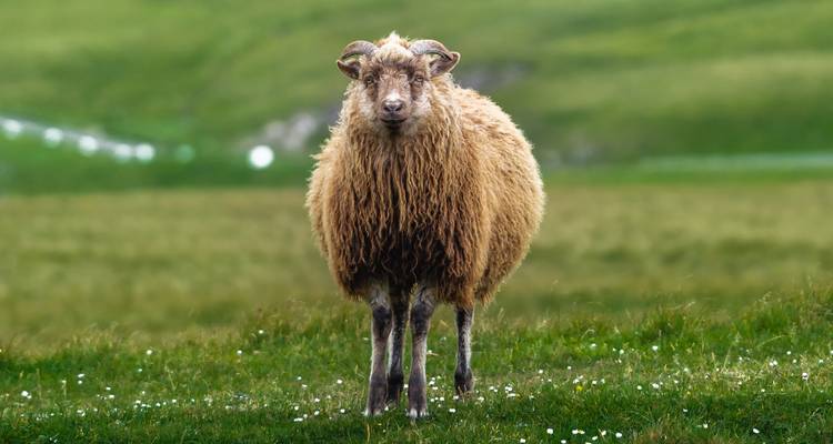 Gros plan d'un mouton debout dans un champ herbeux.