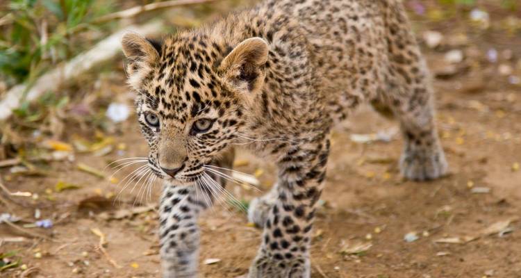 Junges Leopardenjunges läuft auf Erdboden in wilder Umgebung.