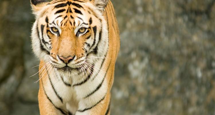 Nahaufnahme eines Bengaltigers, der ein ruhiges Verhalten zeigt.