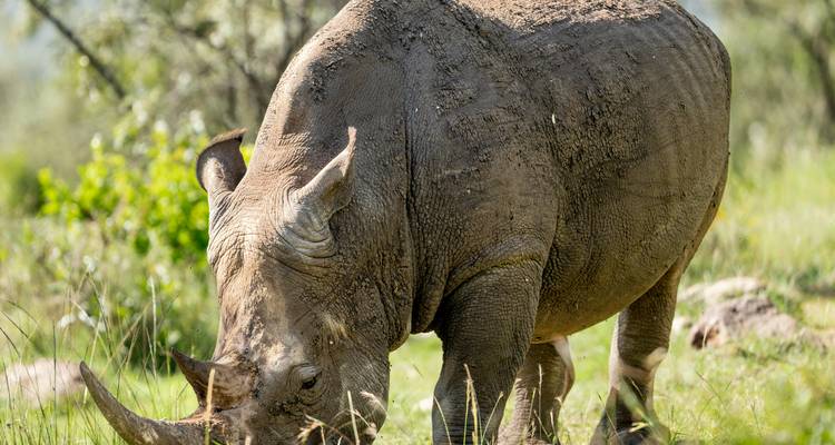 Neushoorn grazend in een open veld.