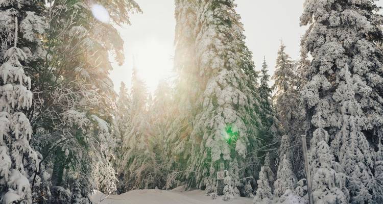 Soleil brillant à travers les arbres couverts de neige dans une forêt d'hiver.