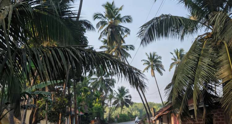 Las palmeras de coco se arquean sobre un sendero rural tranquilo salpicado de pequeñas casas de pueblo.