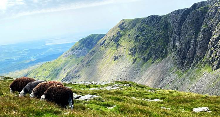 Sheep grazing on a hillside with rocky cliffs.