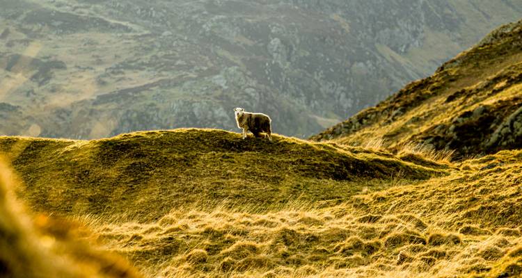 Lonely sheep on a grassy hill.